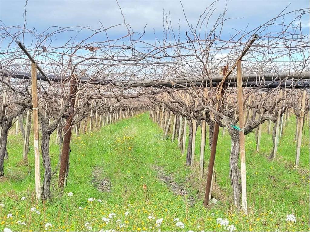 Terreno a Cerignola in SP 72 - Foto 3