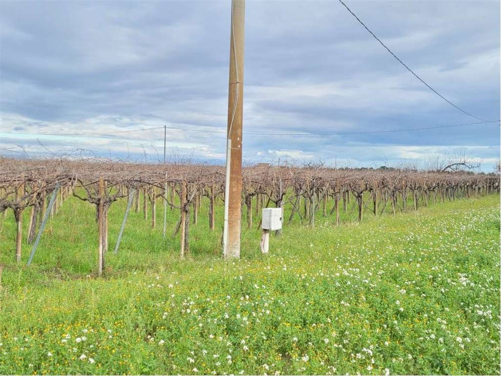 Terreno a Cerignola in SP 72 - Foto 4