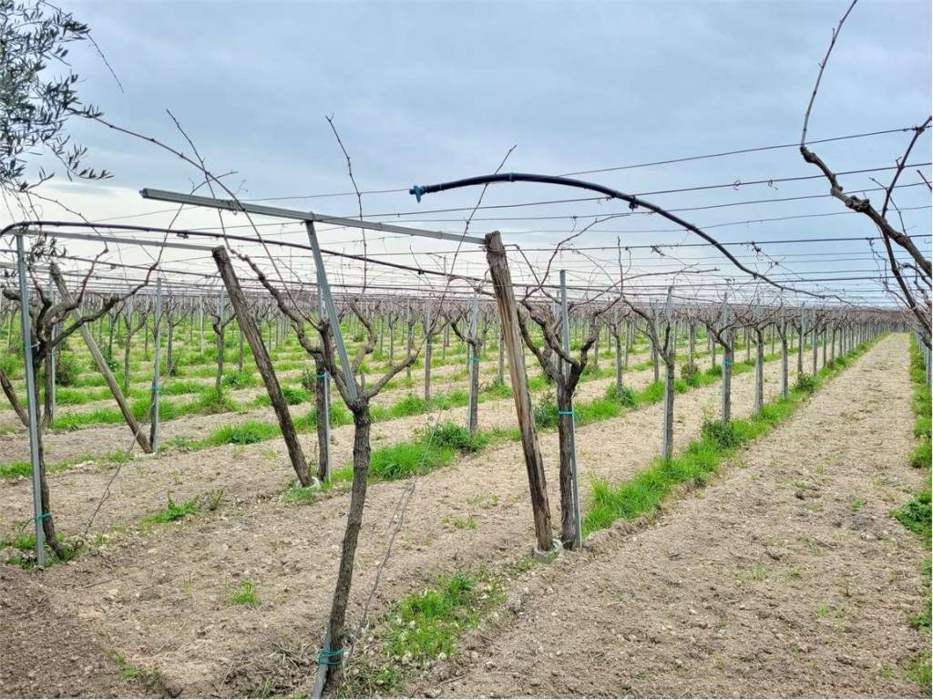 Terreno a Cerignola - Foto 2