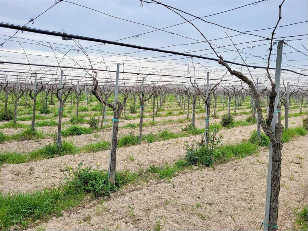 Terreno a Cerignola - Foto 4