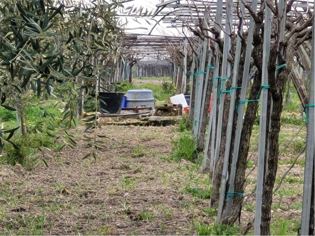 Terreno a Cerignola - Foto 5