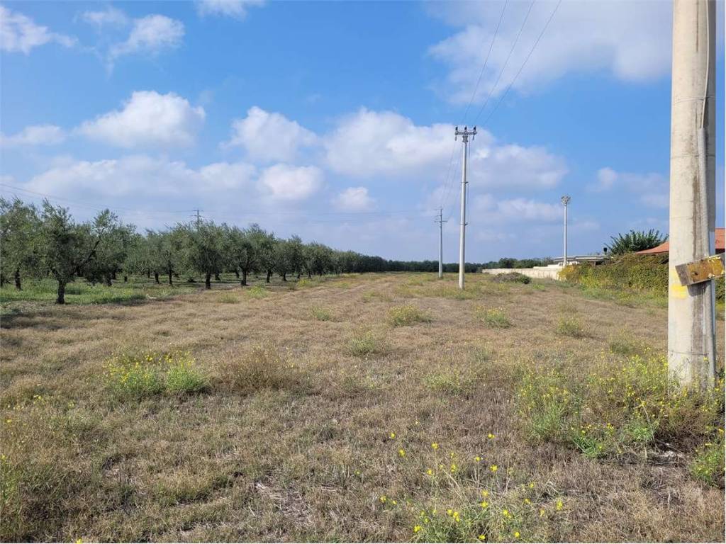 Terreno a Cerignola in S.P. 143 - Foto 3