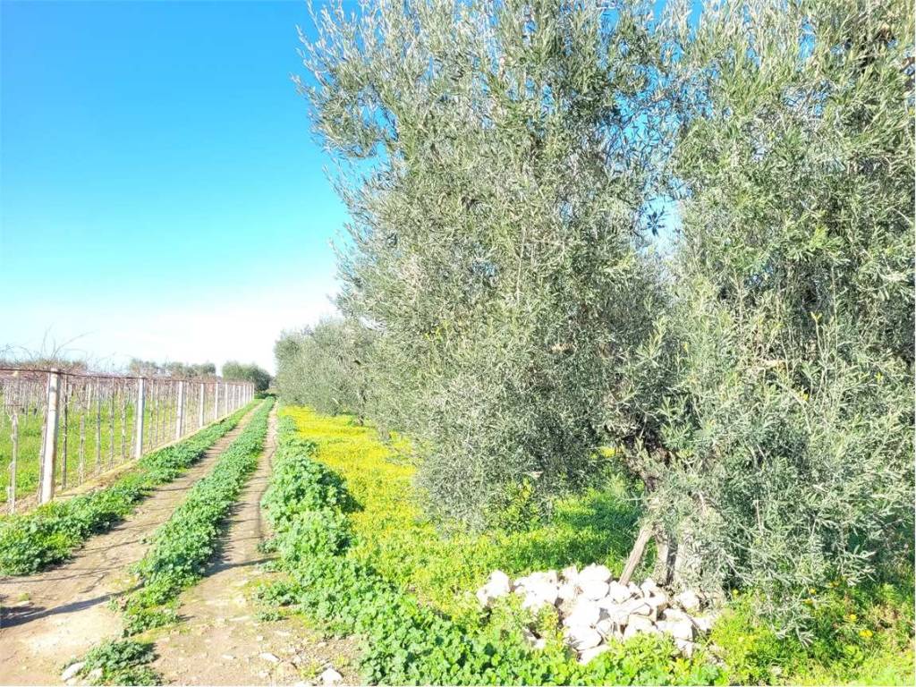 Terreno a Cerignola in ZONA TORRE QUARTO - Foto 2