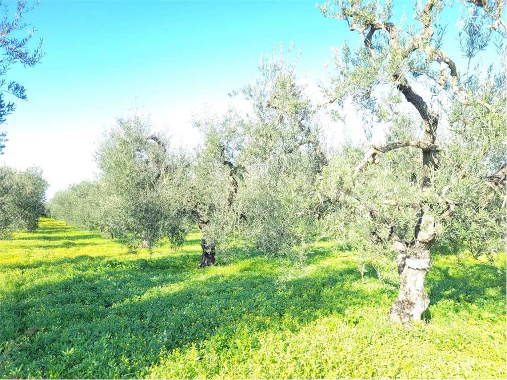 Terreno a Cerignola in ZONA TORRE QUARTO - Foto 3