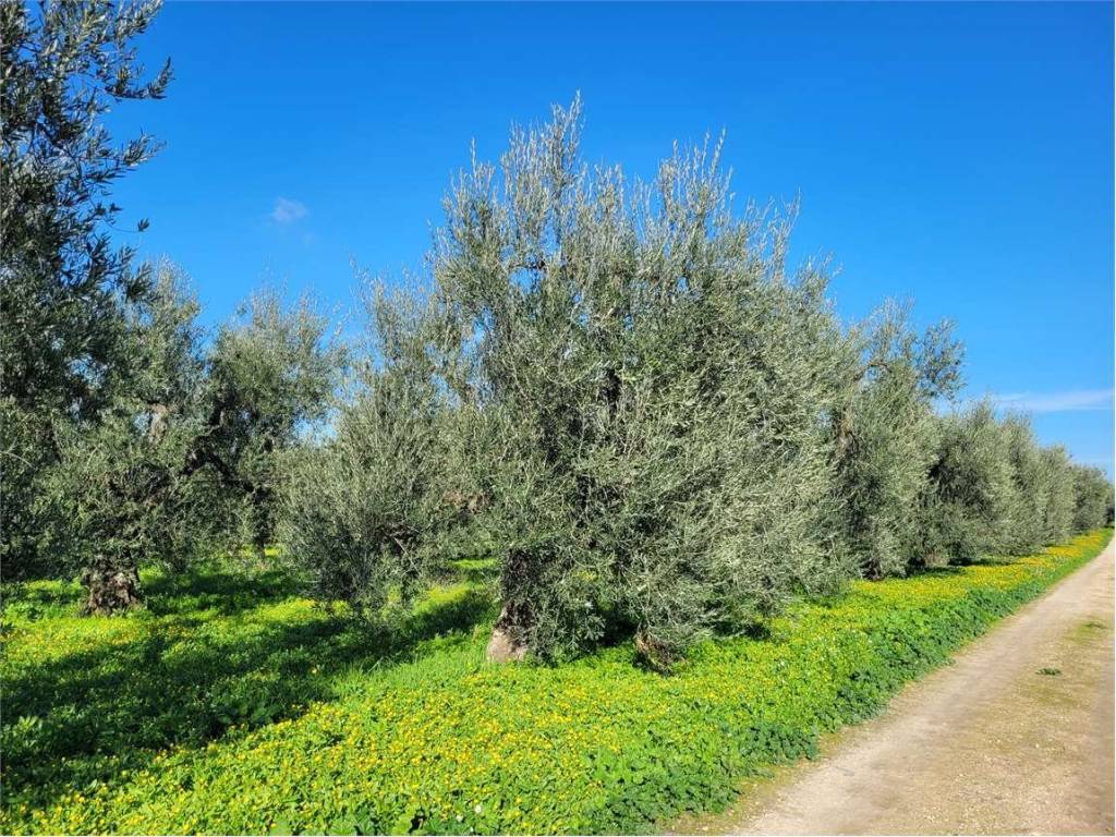 Terreno a Cerignola in ZONA TORRE QUARTO - Foto 4