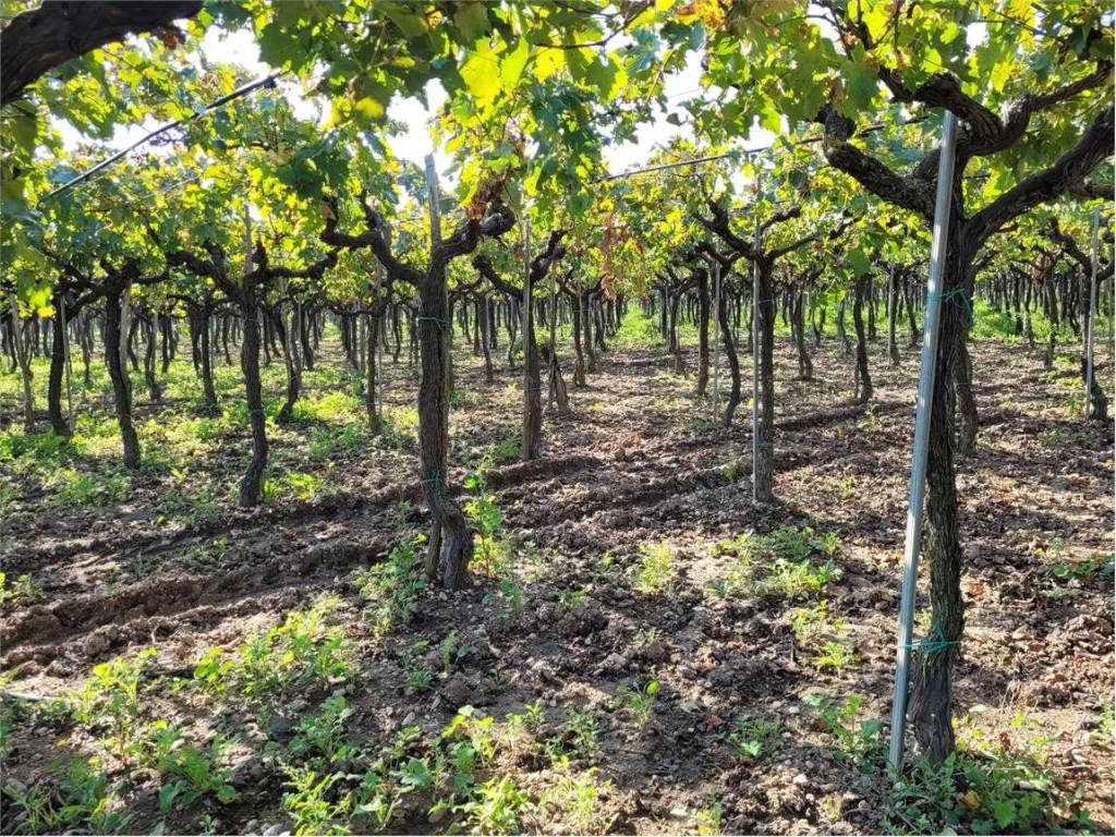 Terreno a Cerignola in SP 72 - Foto 2