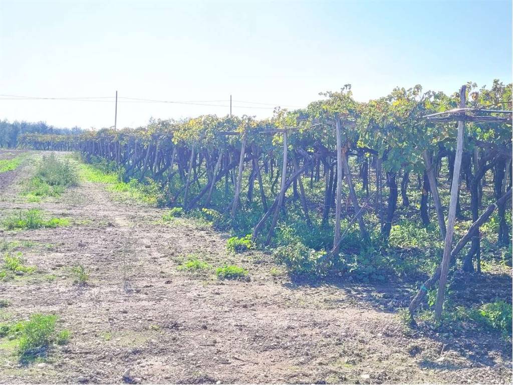 Terreno a Cerignola in SP 72 - Foto 3