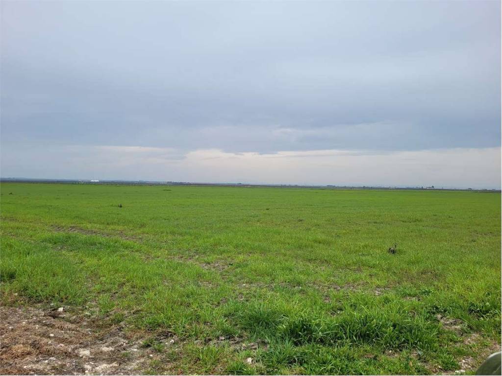 Terreno a Cerignola in S.P. 77 - Foto 3