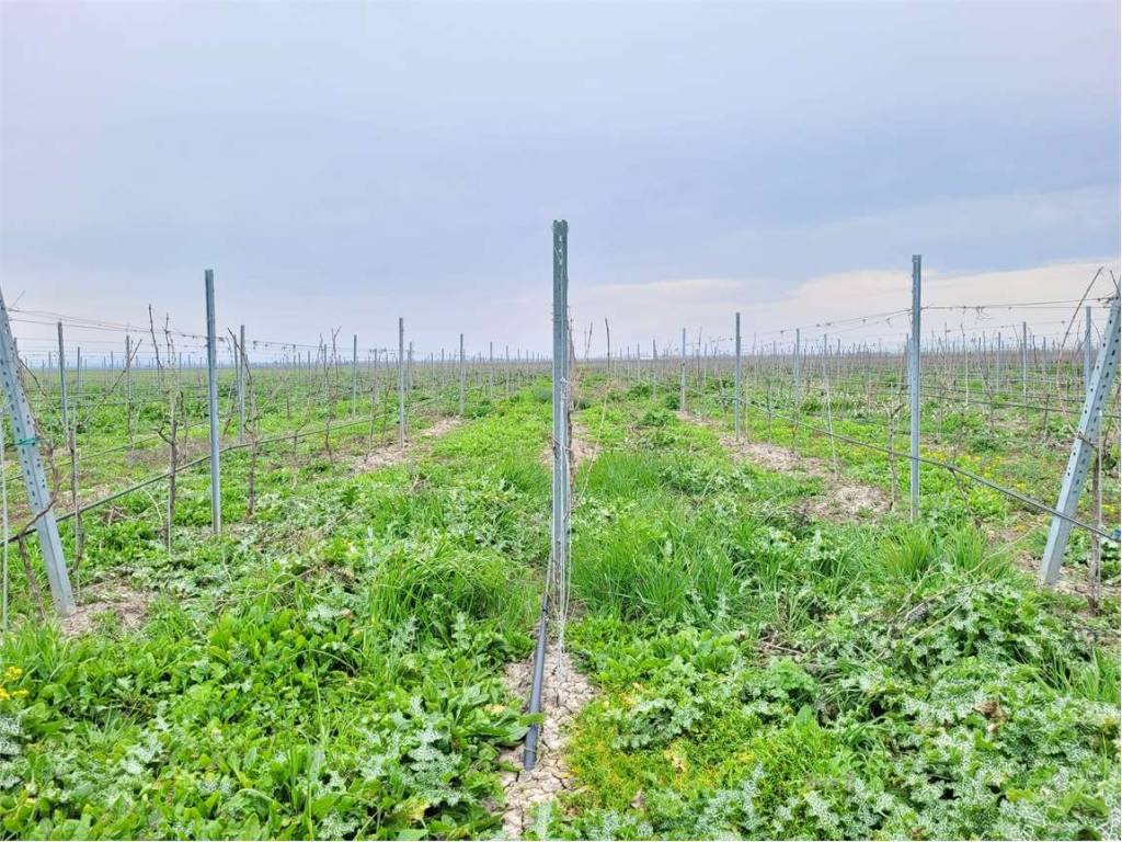Terreno a Cerignola in S.P. 77 - Foto 5