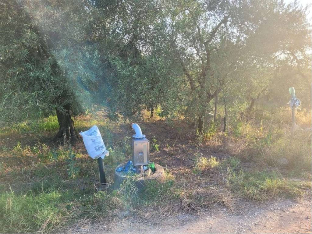 Terreno a Cerignola in CONTRADA QUARTO - Foto 4