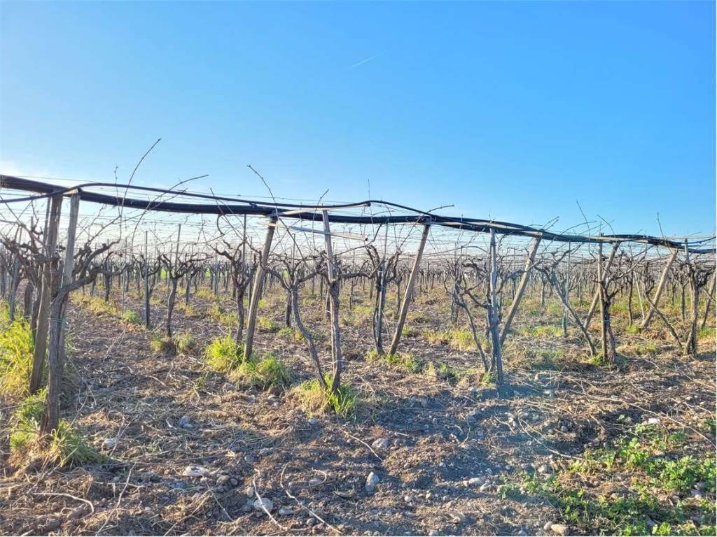 Terreno a Cerignola in POZZO DI MONACHELLO - Foto 3