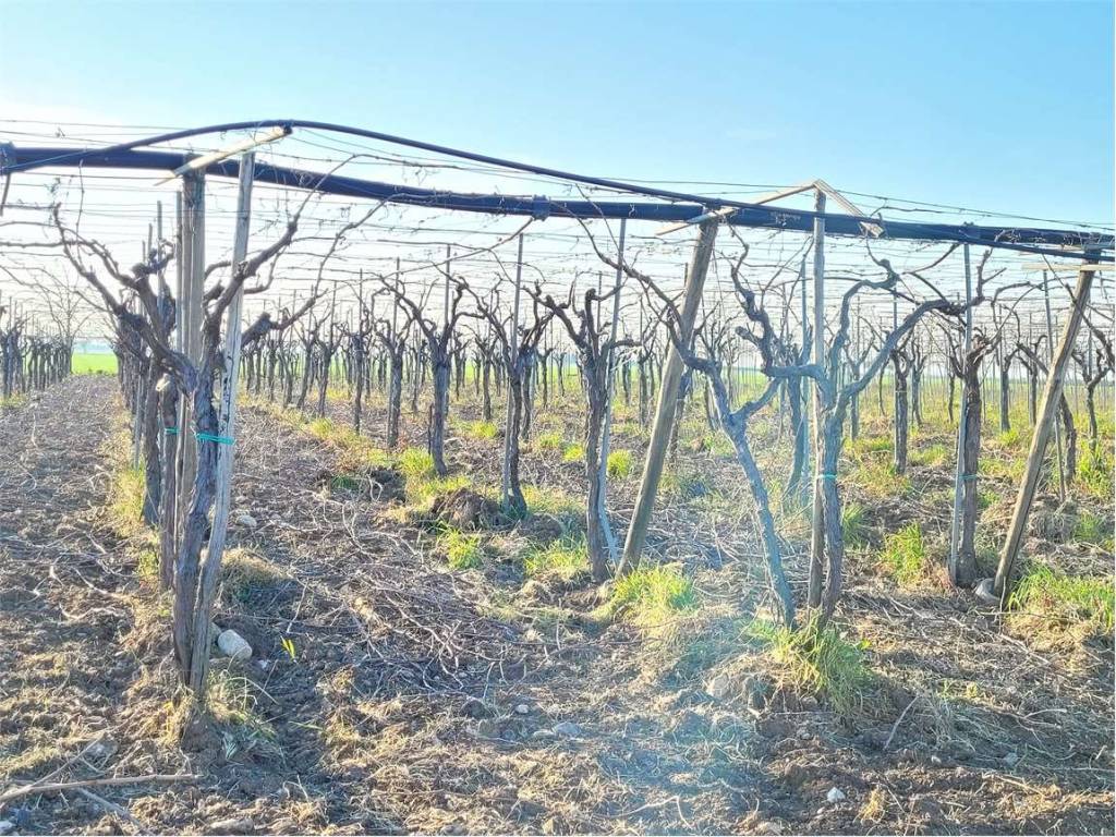 Terreno a Cerignola in POZZO DI MONACHELLO - Foto 4