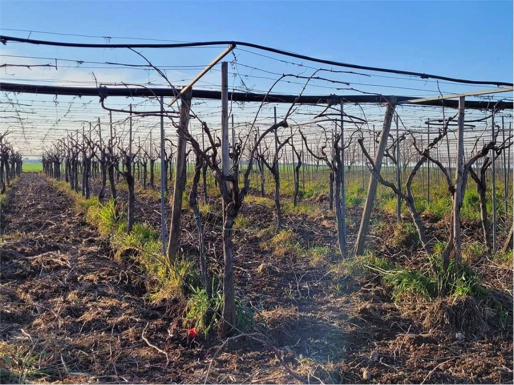 Terreno a Cerignola in POZZO DI MONACHELLO - Foto 5