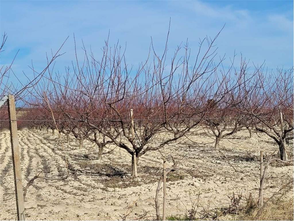 Terreno a Cerignola in S.P. 69 - Foto 2