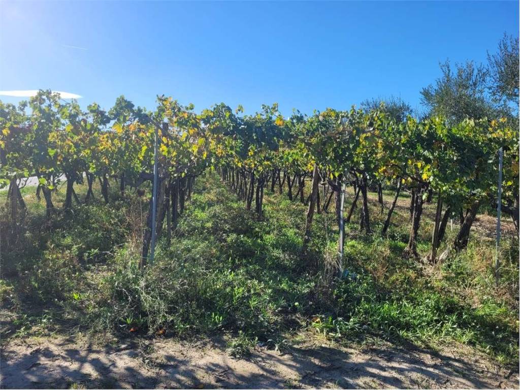Terreno a Cerignola in VIA CONTRADA QUARTO - Foto 2