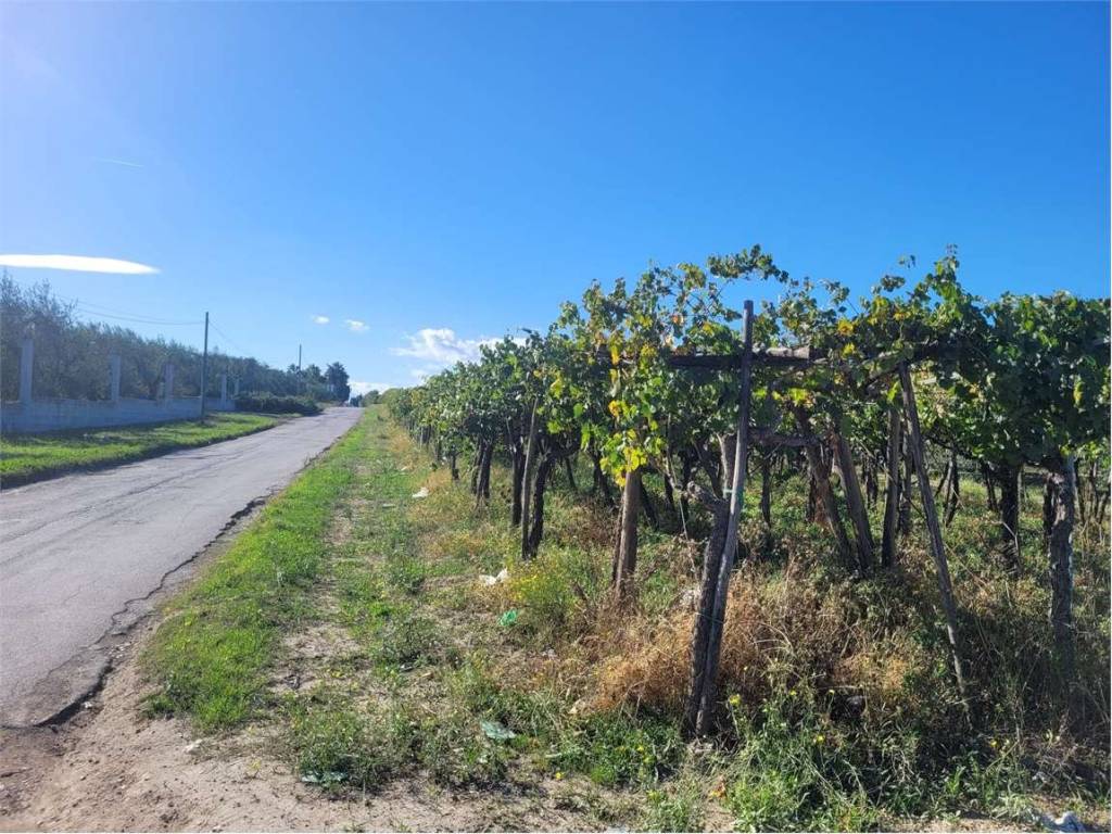Terreno a Cerignola in VIA CONTRADA QUARTO - Foto 3