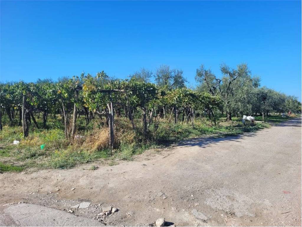 Terreno a Cerignola in VIA CONTRADA QUARTO - Foto 4