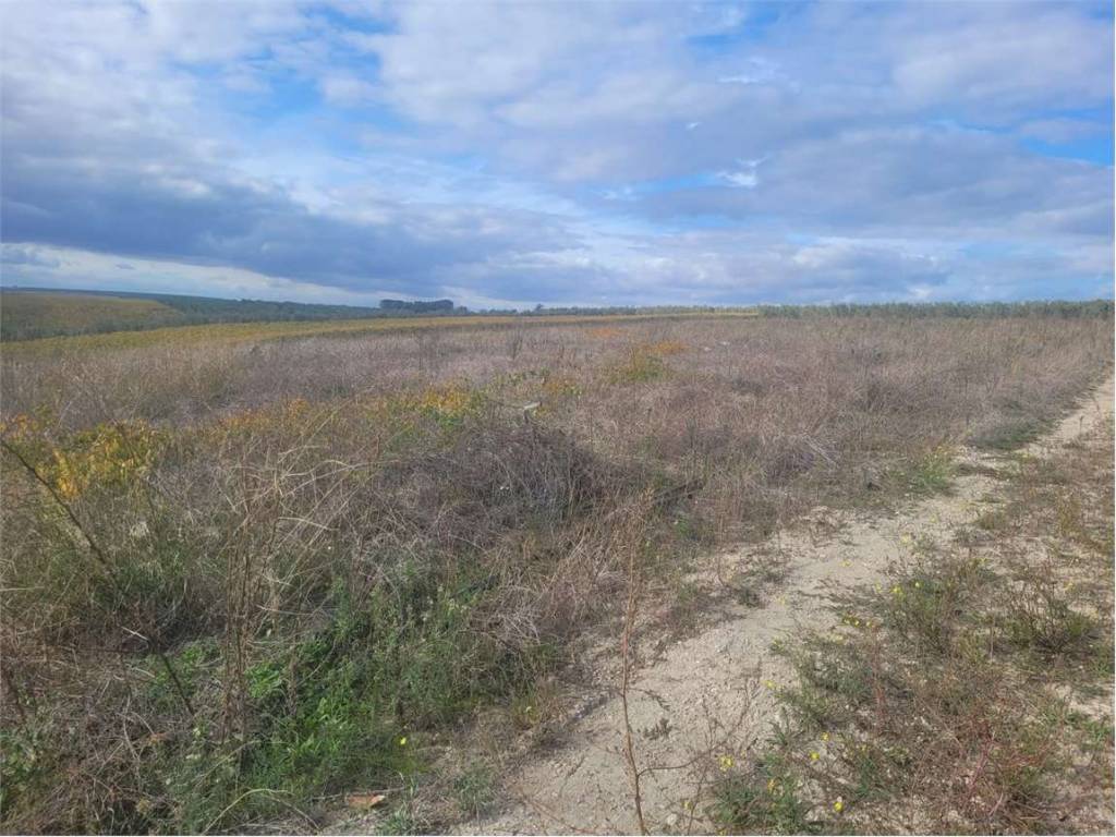 Terreno a Cerignola in S.P. 91 - Foto 2