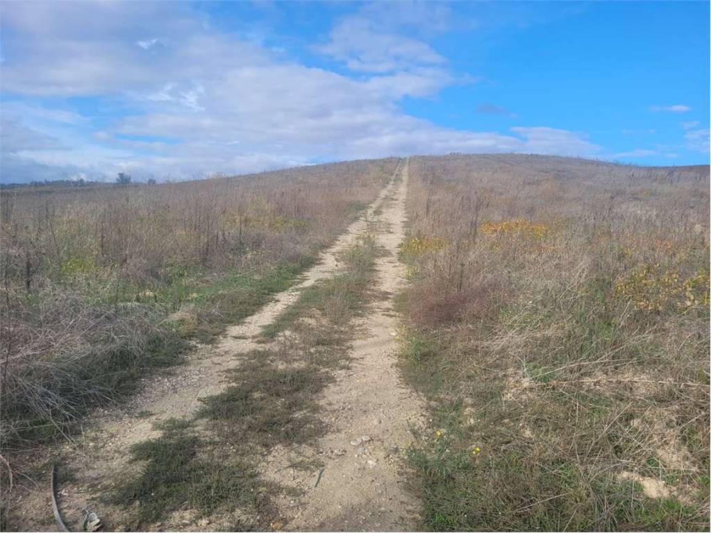 Terreno a Cerignola in S.P. 91 - Foto 3