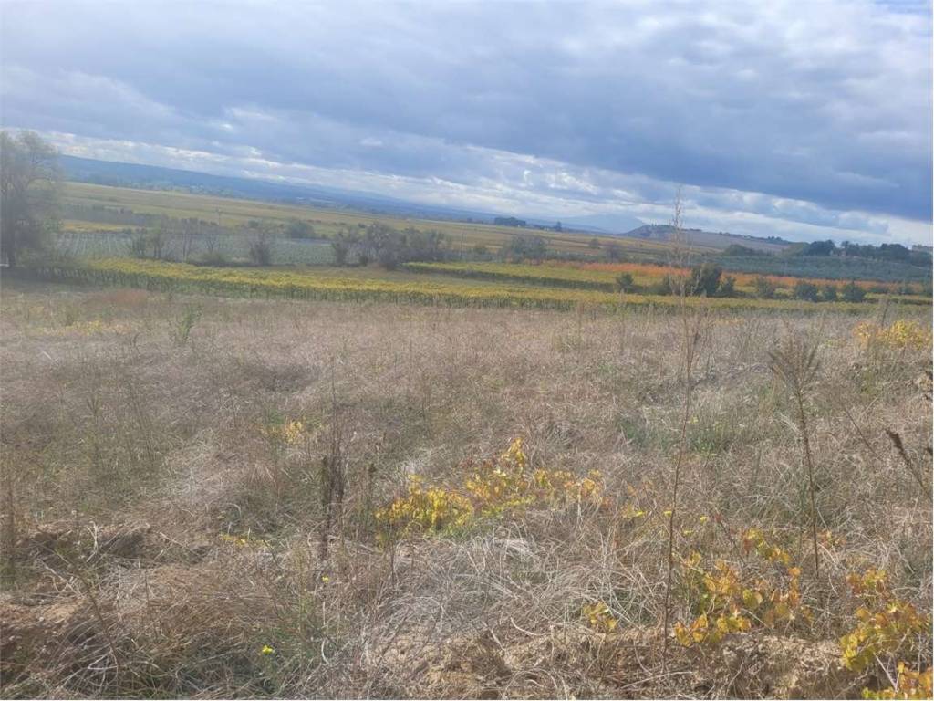Terreno a Cerignola in S.P. 91 - Foto 4