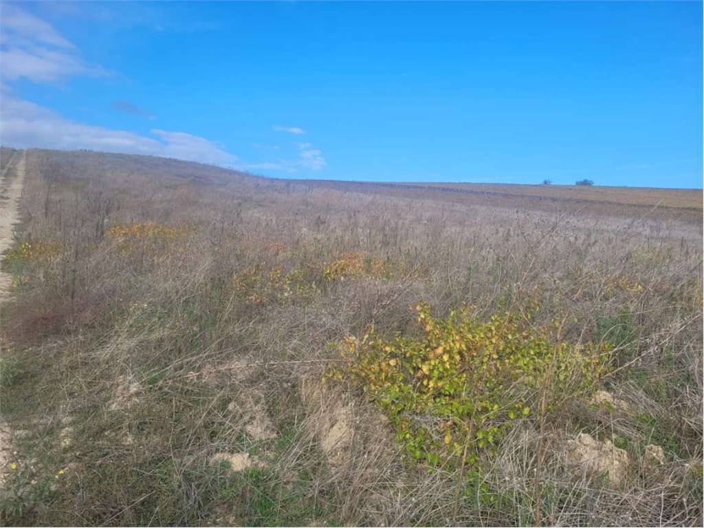 Terreno a Cerignola in S.P. 91 - Foto 5