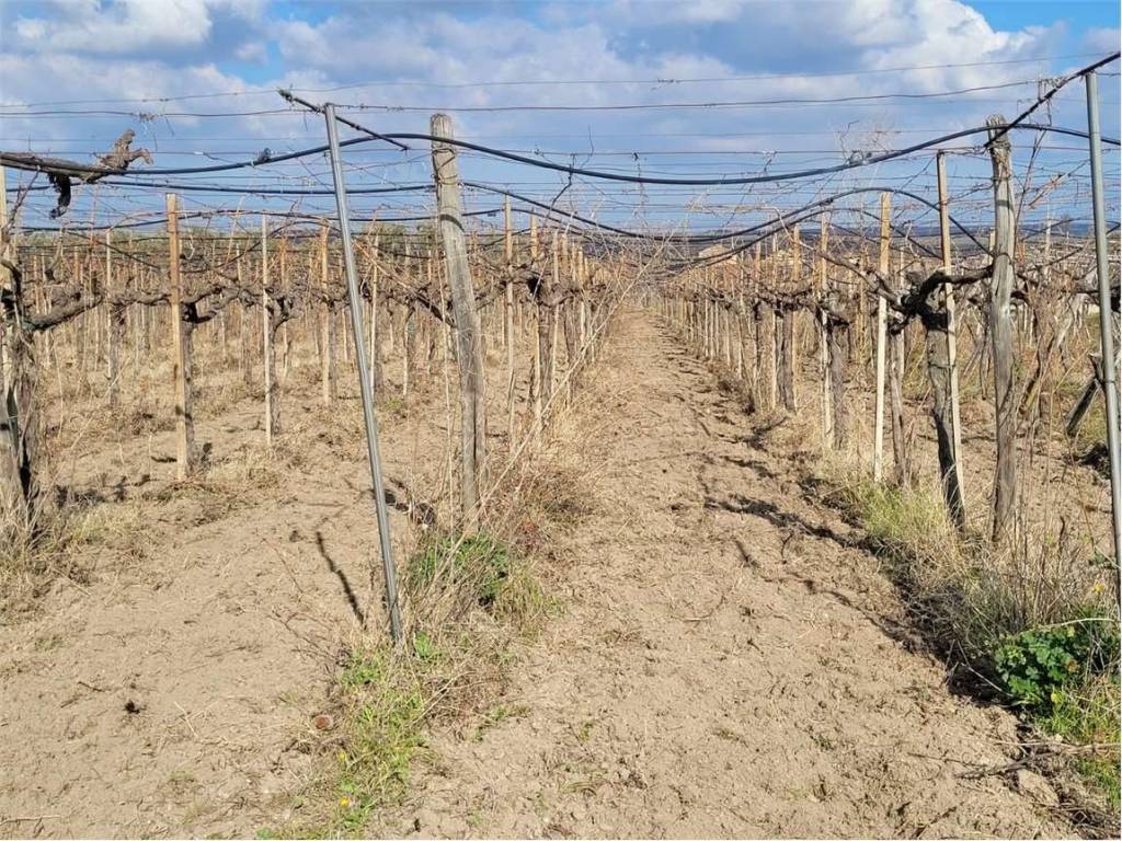 Terreno a Cerignola in VIA SCARAFONE - Foto 2