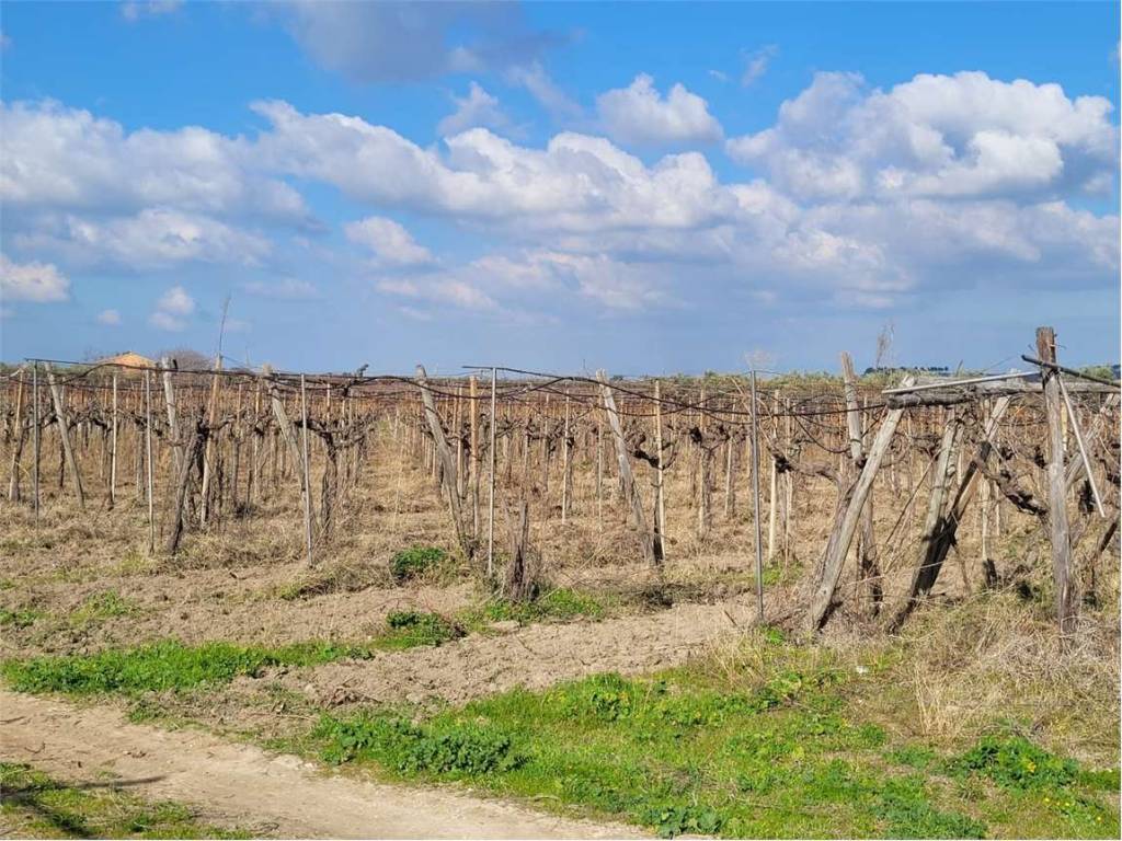 Terreno a Cerignola in VIA SCARAFONE - Foto 3