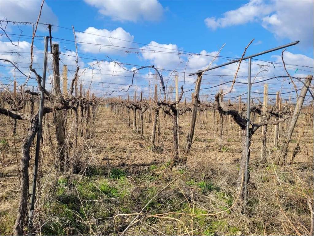 Terreno a Cerignola in VIA SCARAFONE - Foto 5