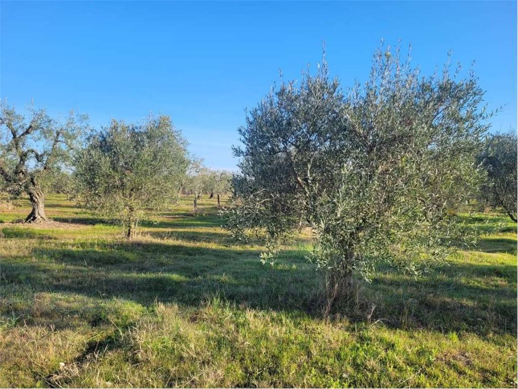 Terreno a Cerignola in S.P. 69 - Foto 2