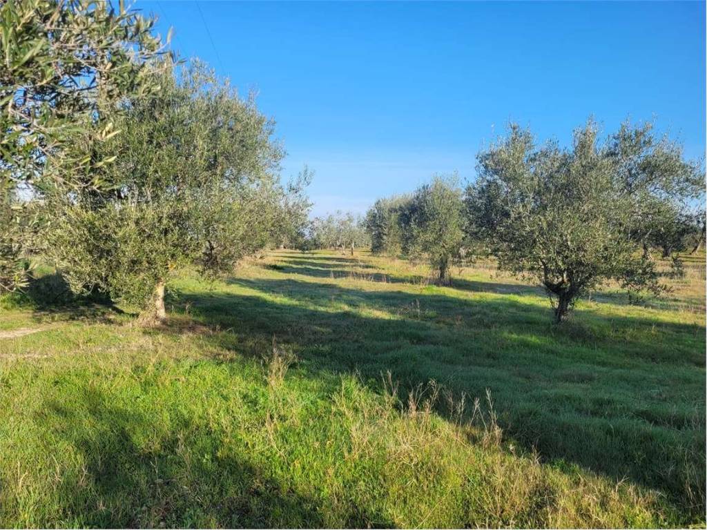 Terreno a Cerignola in S.P. 69 - Foto 3