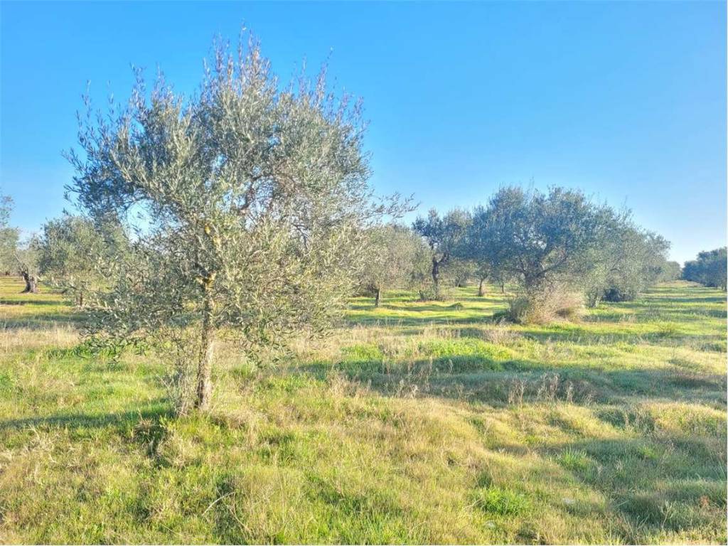 Terreno a Cerignola in S.P. 69 - Foto 4