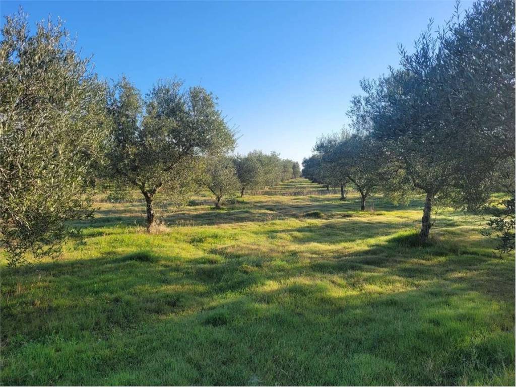 Terreno a Cerignola in S.P. 69 - Foto 5