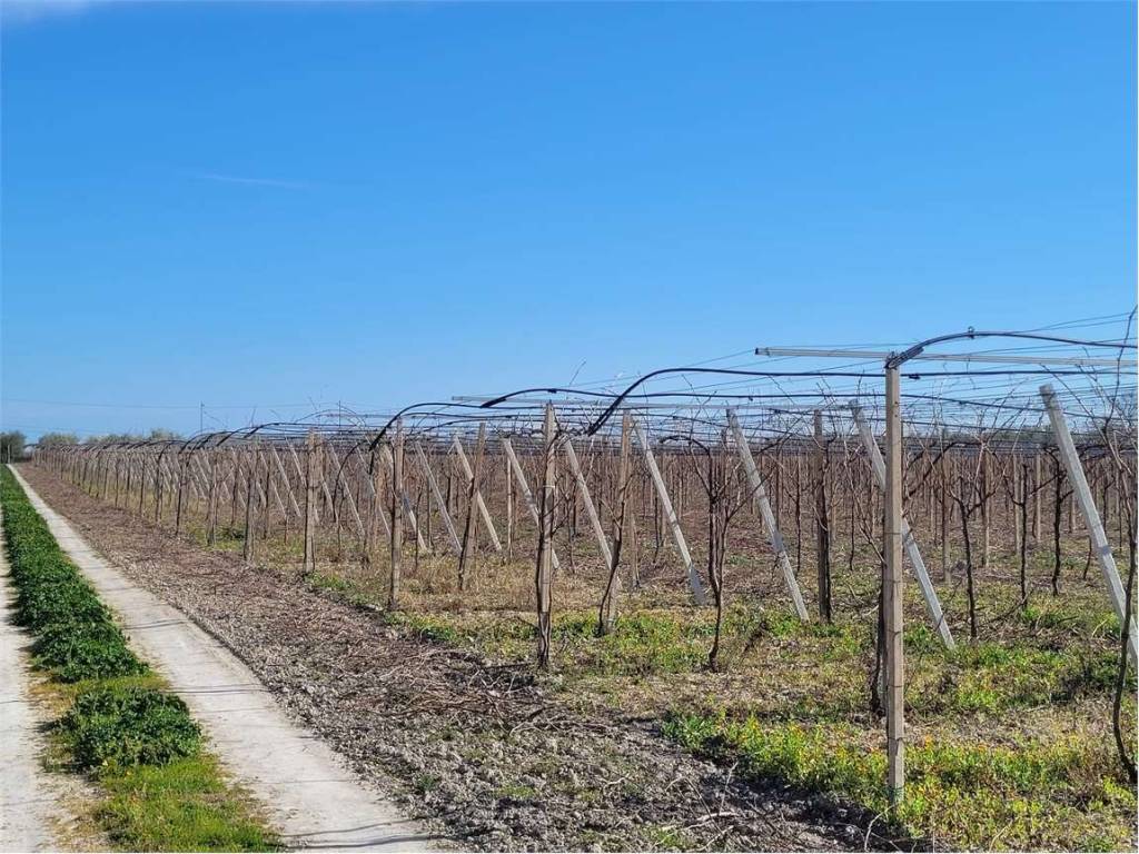 Terreno a Cerignola in CONTRADA POSTA CRUSTA - Foto 2