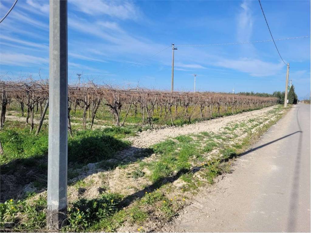 Terreno a Cerignola in CONTRADA POSTA CRUSTA - Foto 3