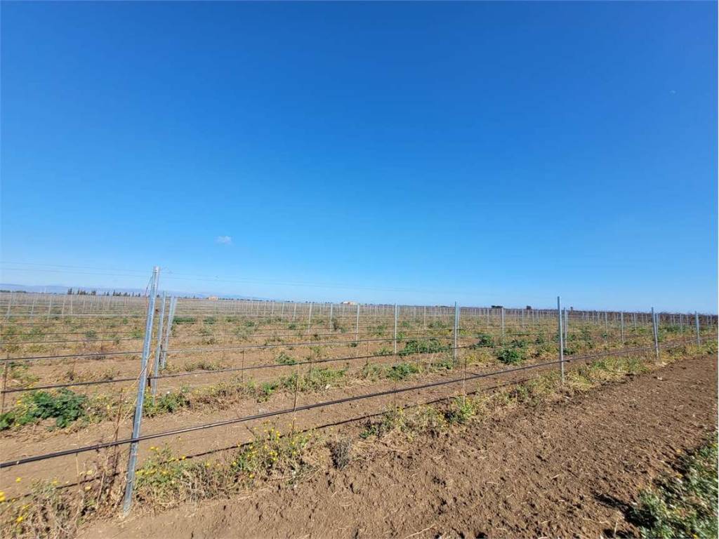 Terreno a Cerignola in S.S. 544 - Foto 2