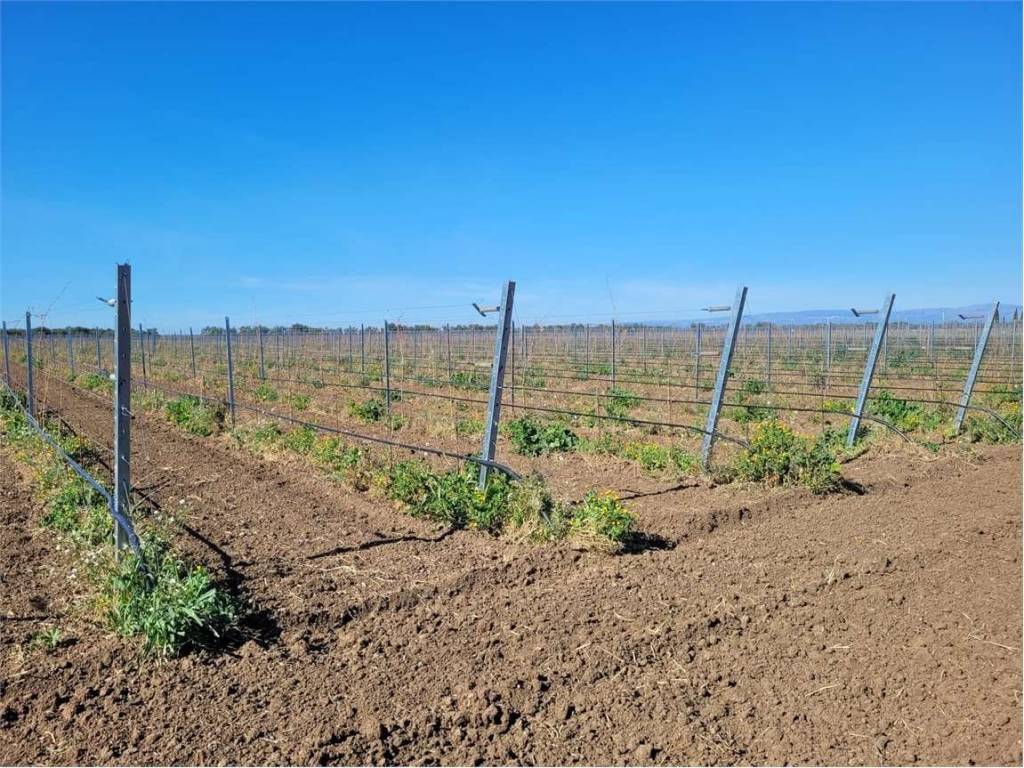 Terreno a Cerignola in S.S. 544 - Foto 3