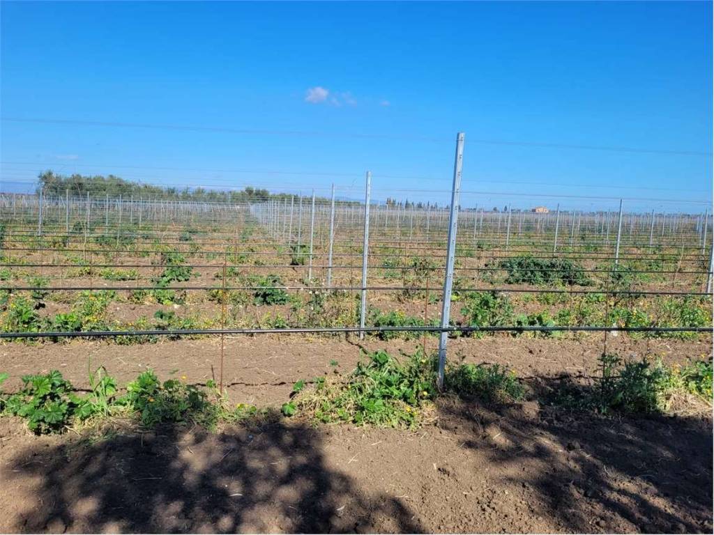Terreno a Cerignola in S.S. 544 - Foto 4