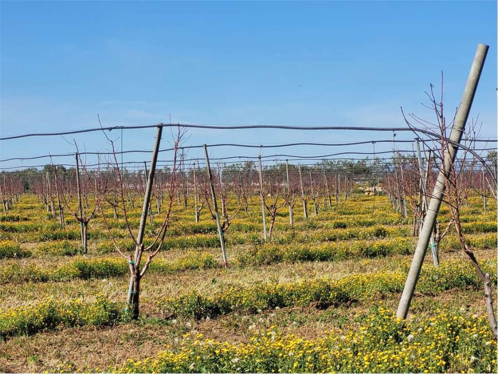 Terreno a Cerignola in S.S. 544 - Foto 5