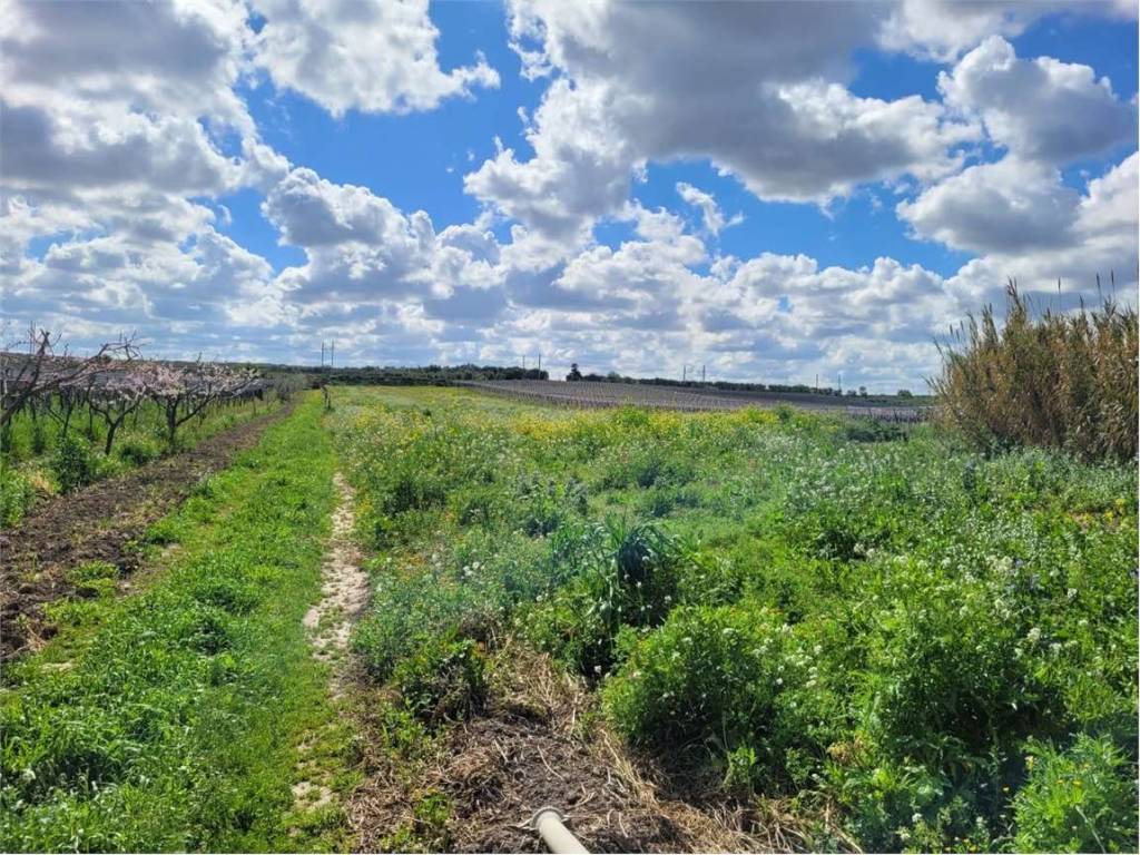 Terreno a Cerignola in POSTA IEMMA - Foto 4