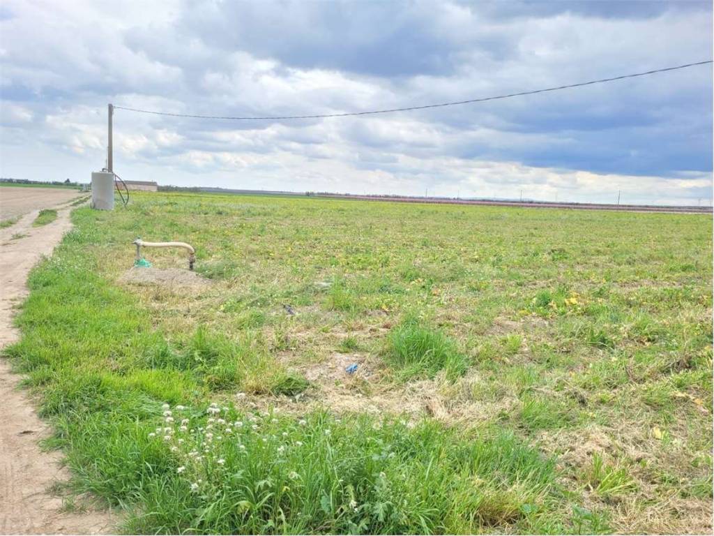 Terreno a Cerignola in CONTRADA LA PILA - Foto 5