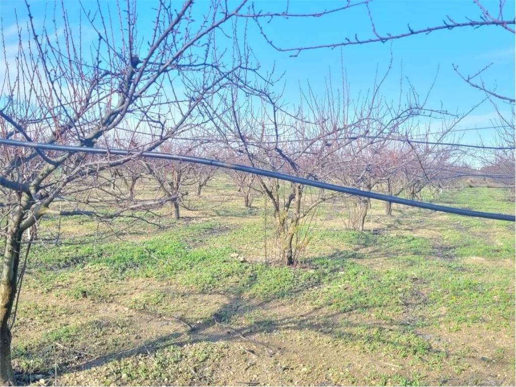 Terreno a Cerignola in CONTRADA QUARTO - Foto 2