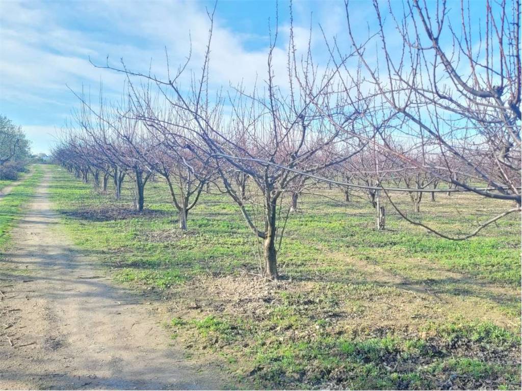 Terreno a Cerignola in CONTRADA QUARTO - Foto 3