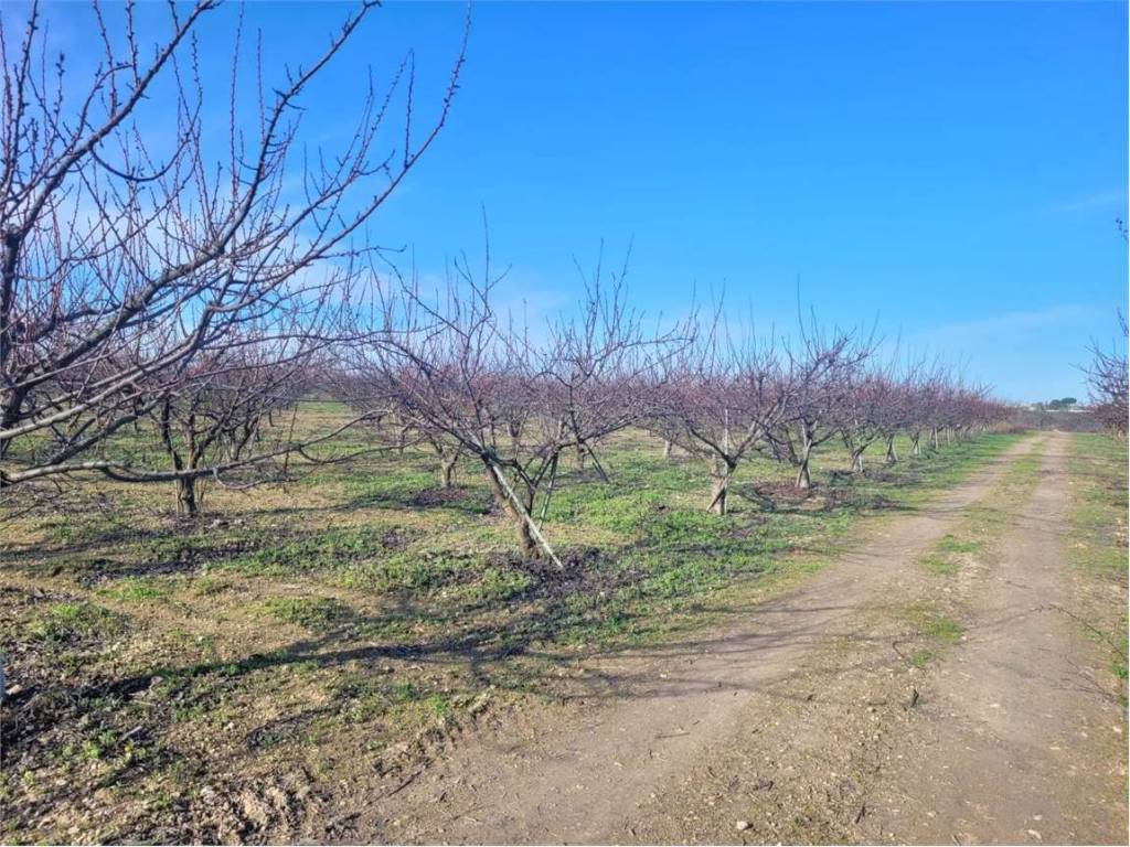 Terreno a Cerignola in CONTRADA QUARTO - Foto 5