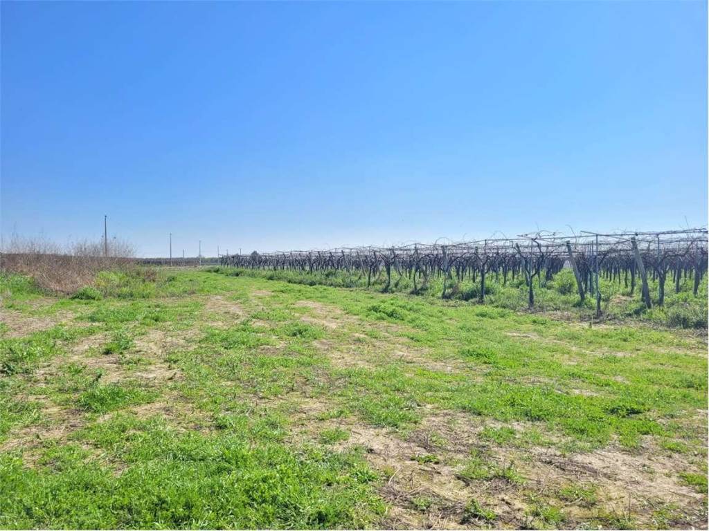 Terreno a Cerignola in S.P. 68 - Foto 5