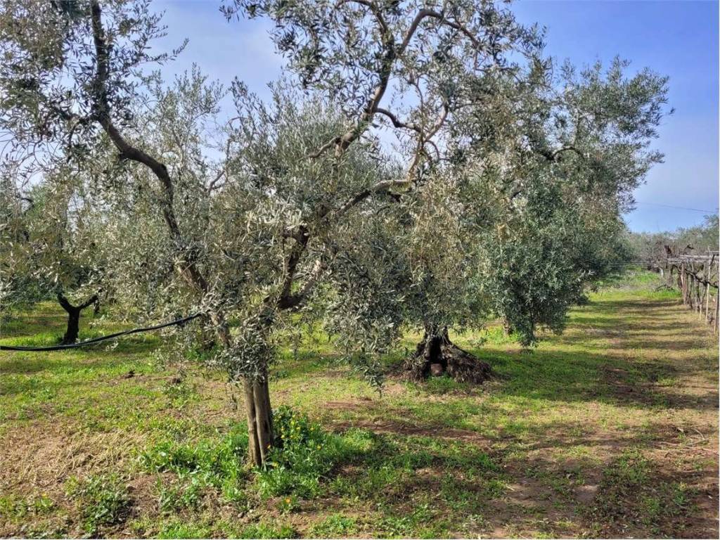 Terreno a Cerignola in VIA SANTUARIO MADONNA DI RIPALTA - Foto 2