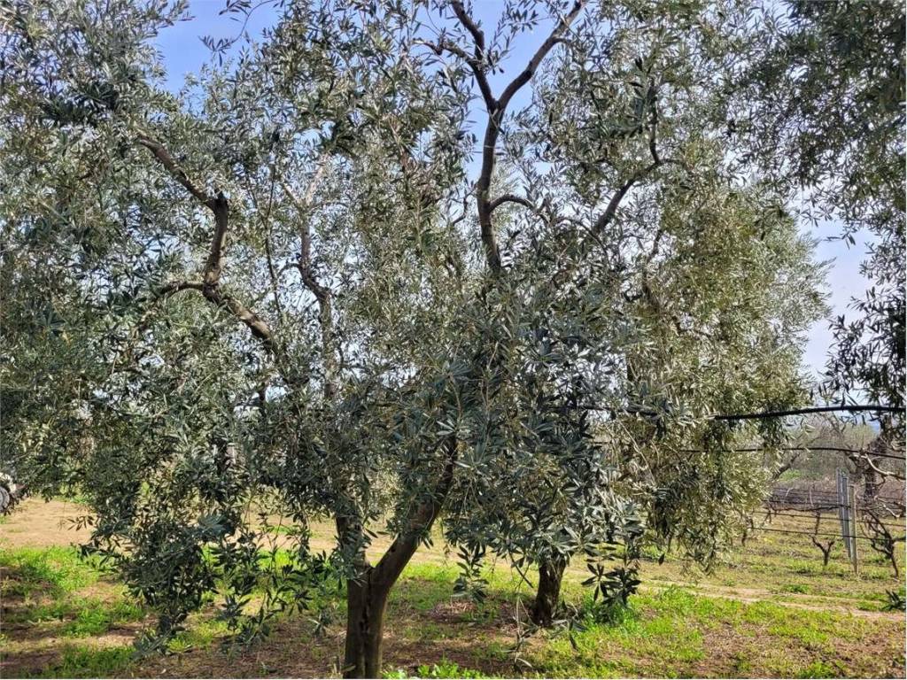 Terreno a Cerignola in VIA SANTUARIO MADONNA DI RIPALTA - Foto 3