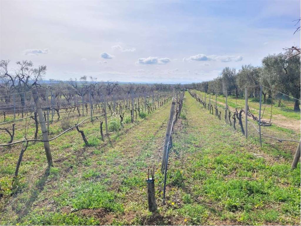 Terreno a Cerignola in VIA SANTUARIO MADONNA DI RIPALTA - Foto 4