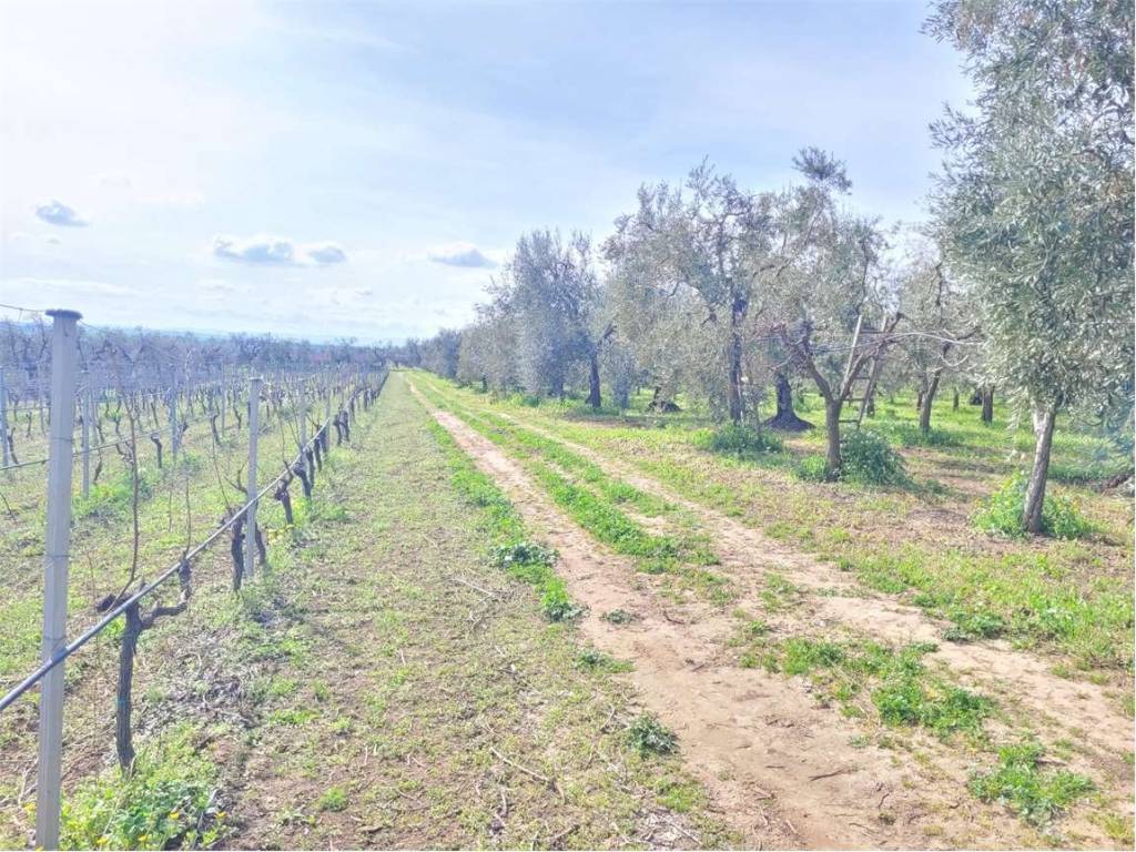 Terreno a Cerignola in VIA SANTUARIO MADONNA DI RIPALTA - Foto 5