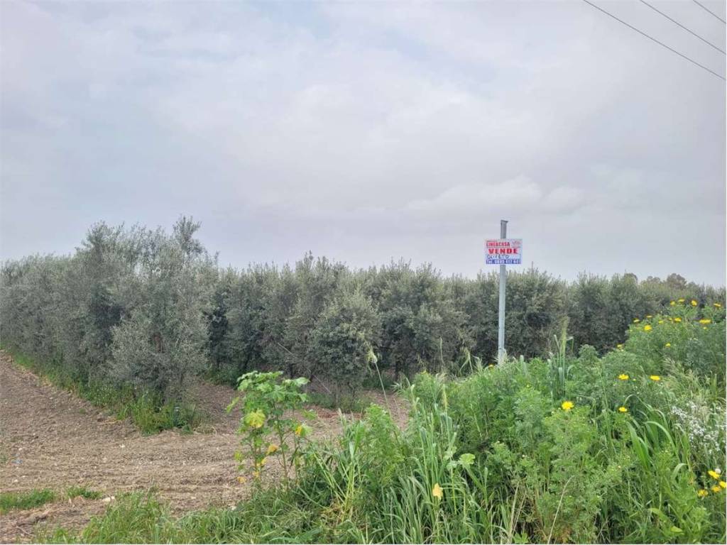 Terreno a Cerignola in STRADA VICINALE CORSO VECCHIO - Foto 3