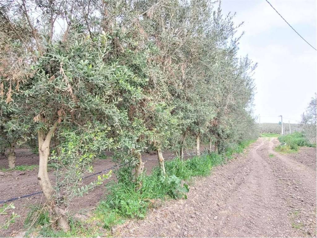 Terreno a Cerignola in STRADA VICINALE CORSO VECCHIO - Foto 4